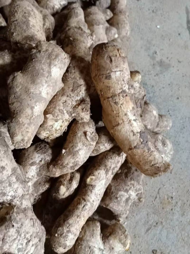 老姜姜母产地批发姜母质量好辣货源充足全国发货
