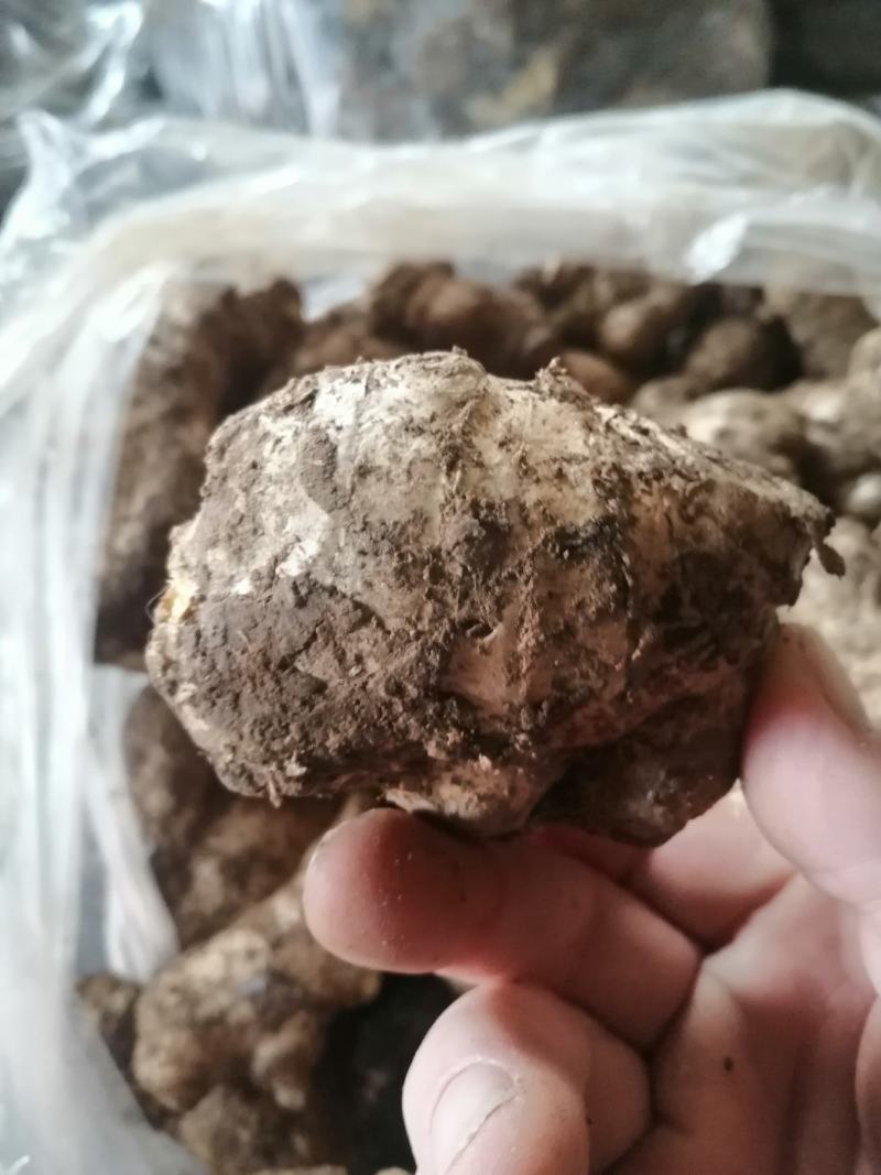 老姜姜母产地批发姜母质量好辣货源充足全国发货
