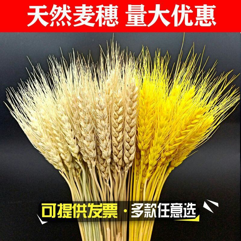 天然麦穗干花花束开业大麦客厅田园装饰摆件干花插花拍摄道具