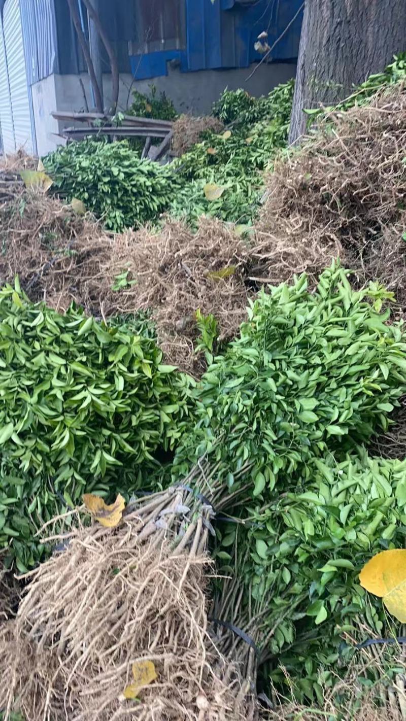 砂糖橘苗到货，成都库房大量现货供应，价格美丽，
