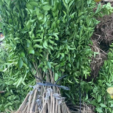 砂糖橘苗到货，成都库房大量现货供应，价格美丽，