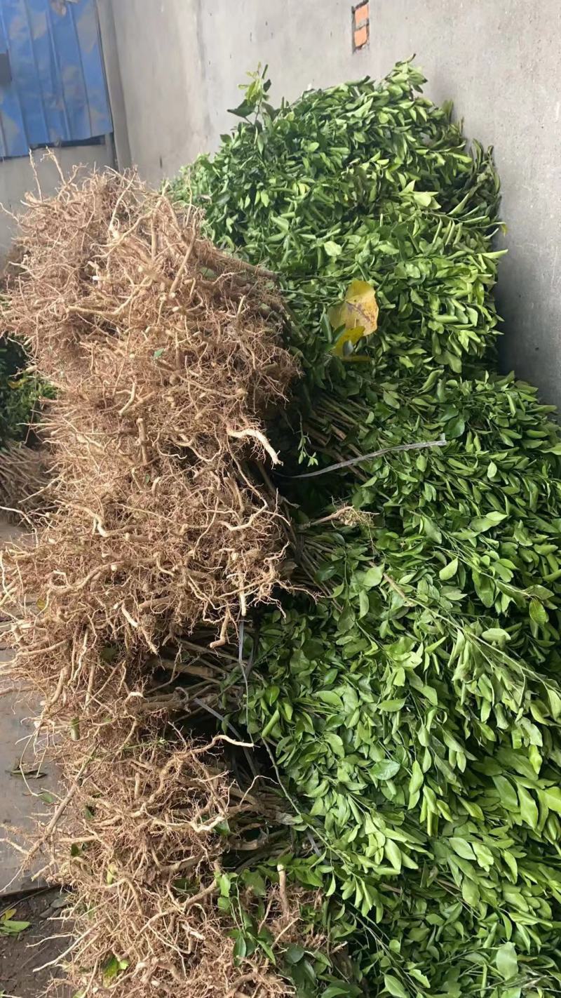 砂糖橘苗到货，成都库房大量现货供应，价格美丽，