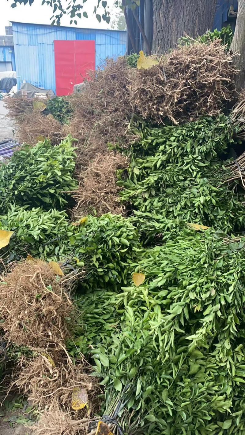 砂糖橘苗到货，成都库房大量现货供应，价格美丽，