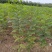 刺槐苗,容器苗20-80公分高根系发达基地直供量大从优