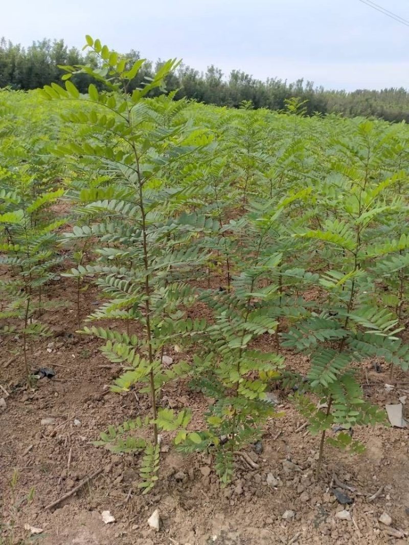 刺槐苗，容器苗20-80公分高根系发达基地直供量大从优