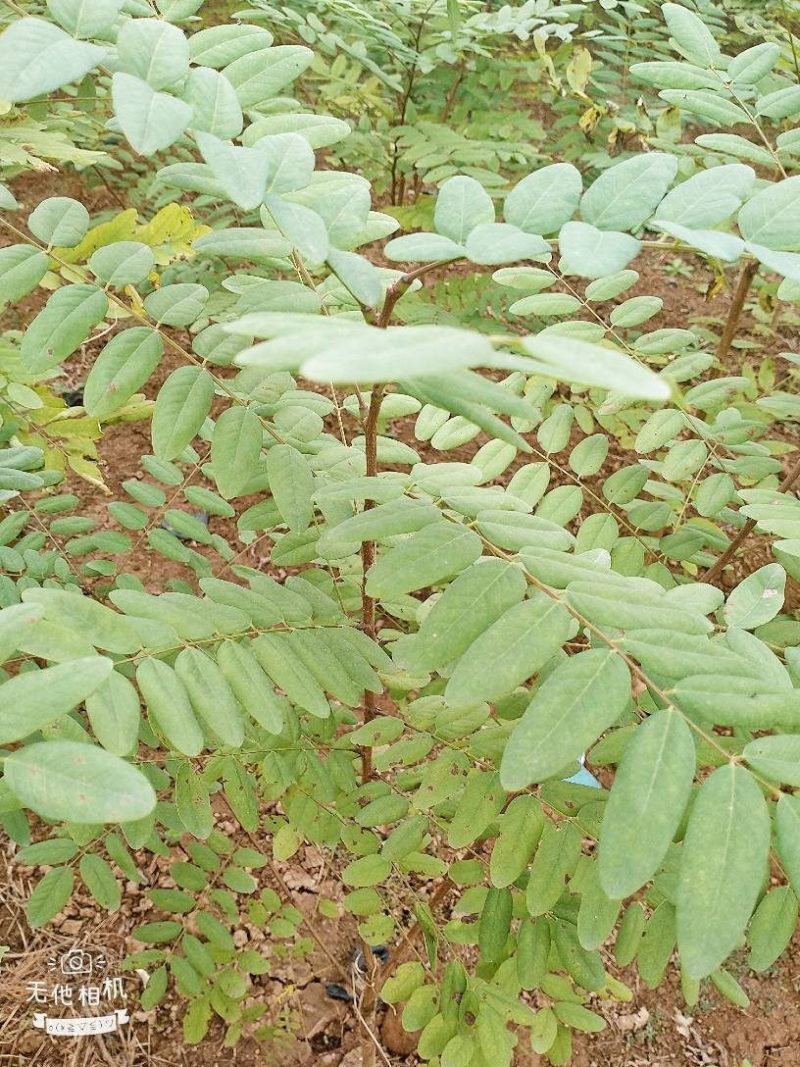 刺槐苗，容器苗20-80公分高根系发达基地直供量大从优