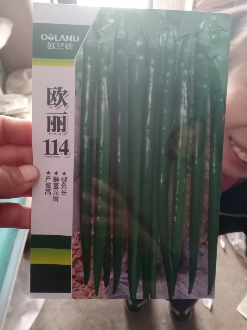 辣椒苗，早春定植，线椒，泡椒，螺丝椒，青黄皮椒，《现苗》