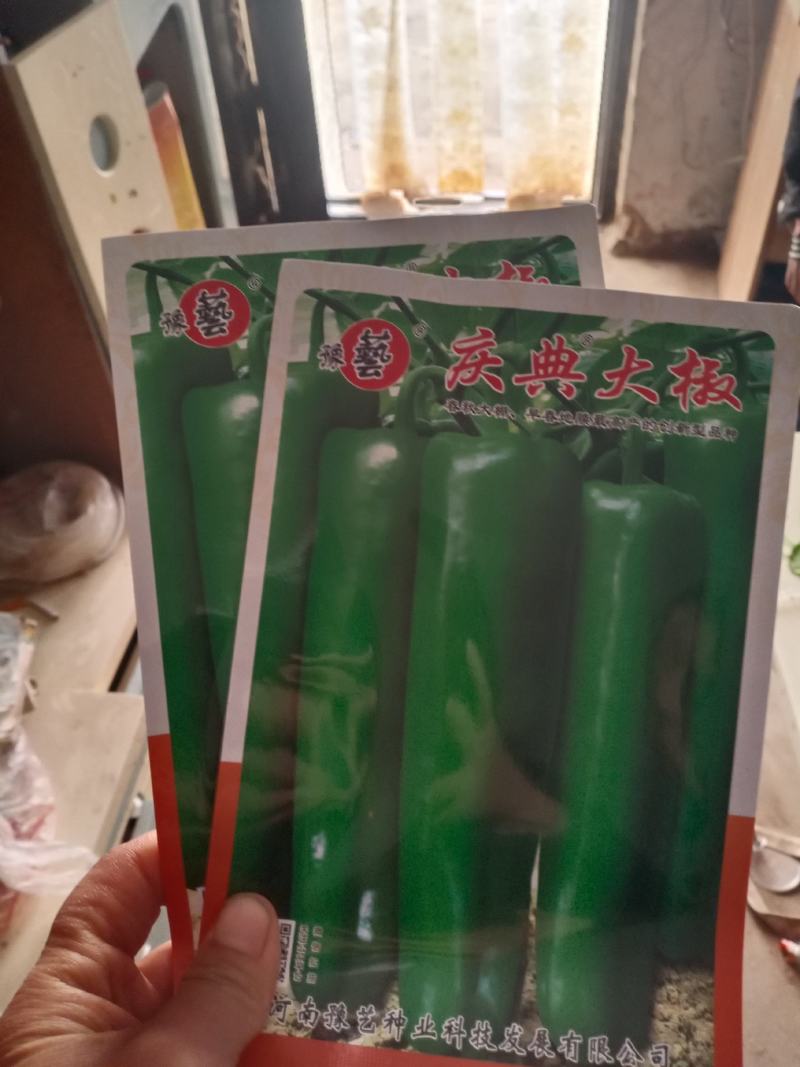 辣椒苗，早春定植，线椒，泡椒，螺丝椒，青黄皮椒，《现苗》