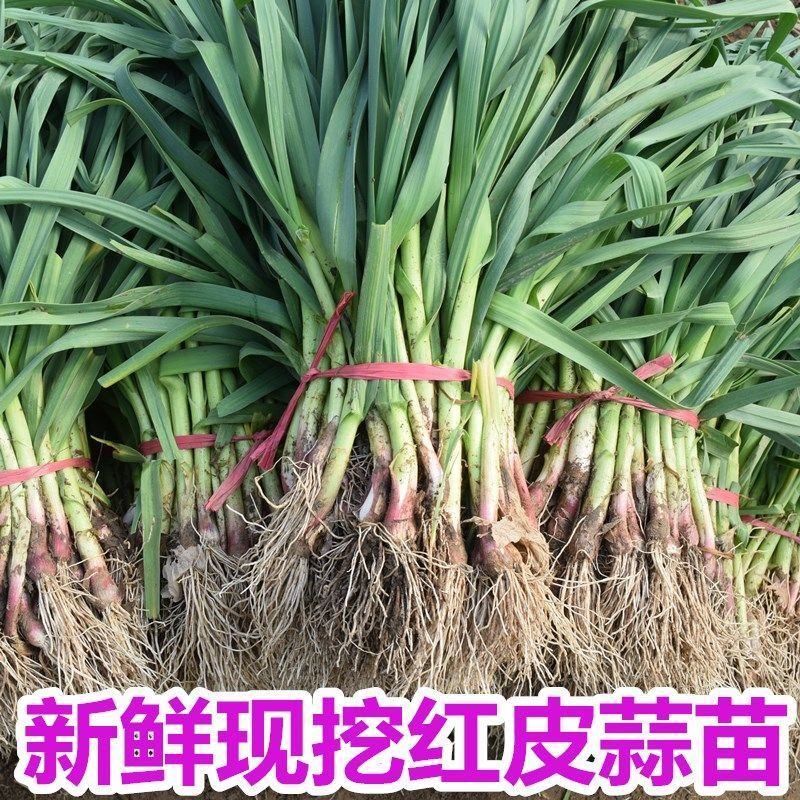 徐州丰县蒜苗精品红根蒜苗大量上市基地直发量大价优