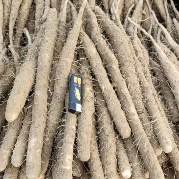 白嘴麻山药新货田间直供