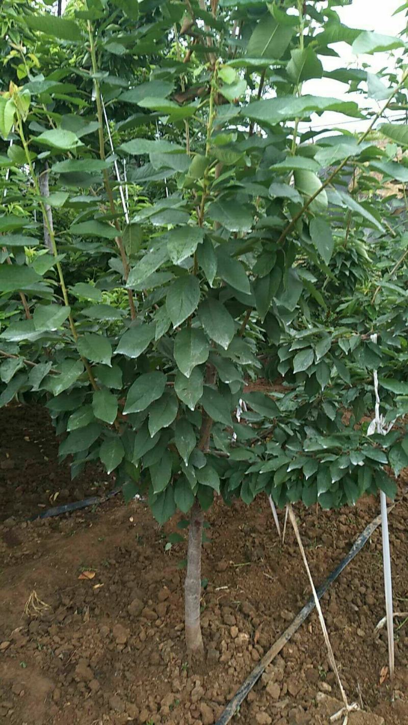 山东嫁接新品种大黄蜜蜜樱桃树苗土球发货包纯度