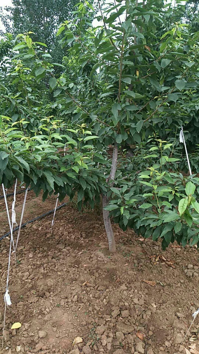 山东嫁接新品种大黄蜜蜜樱桃树苗土球发货包纯度