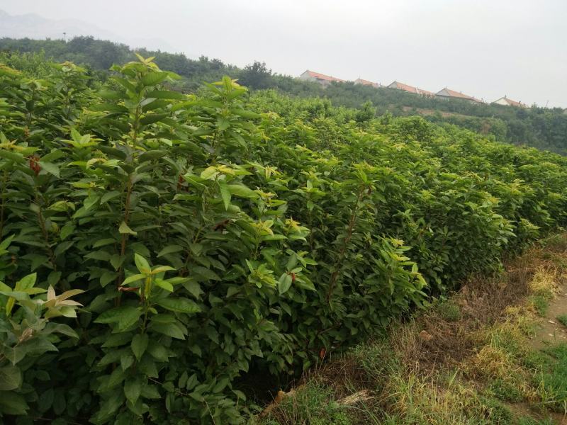 山东嫁接新品种大黄蜜蜜樱桃树苗土球发货包纯度