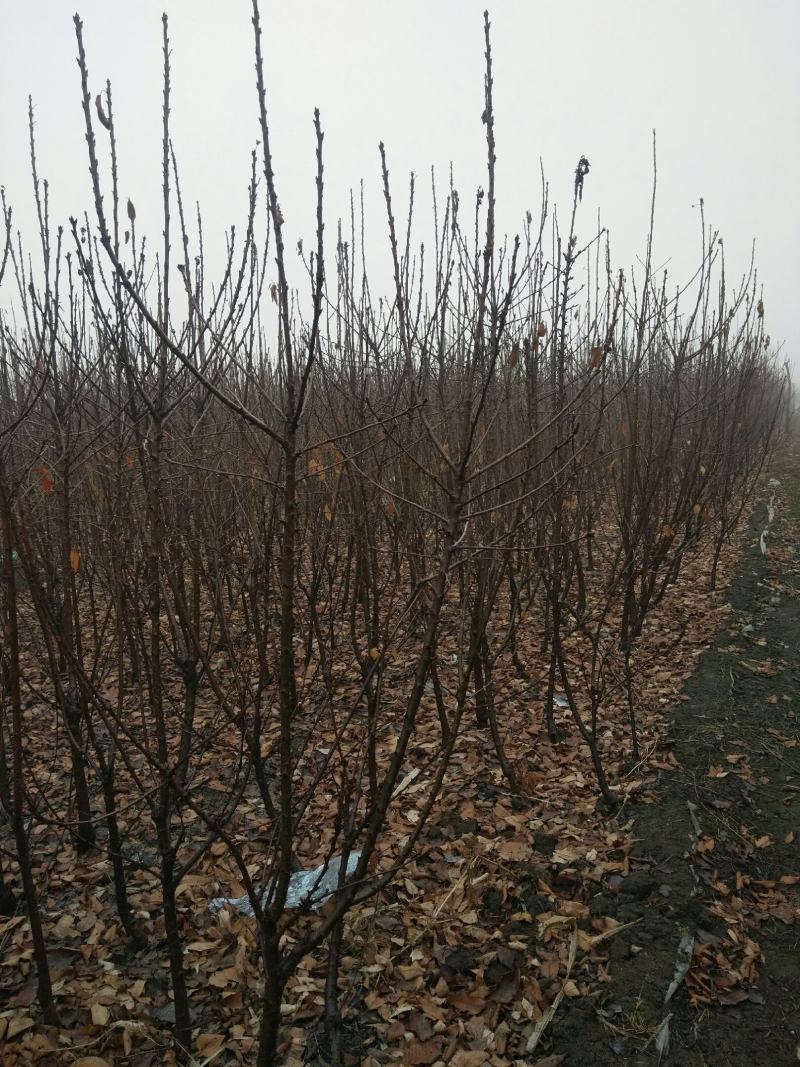 山东嫁接新品种大黄蜜蜜樱桃树苗土球发货包纯度