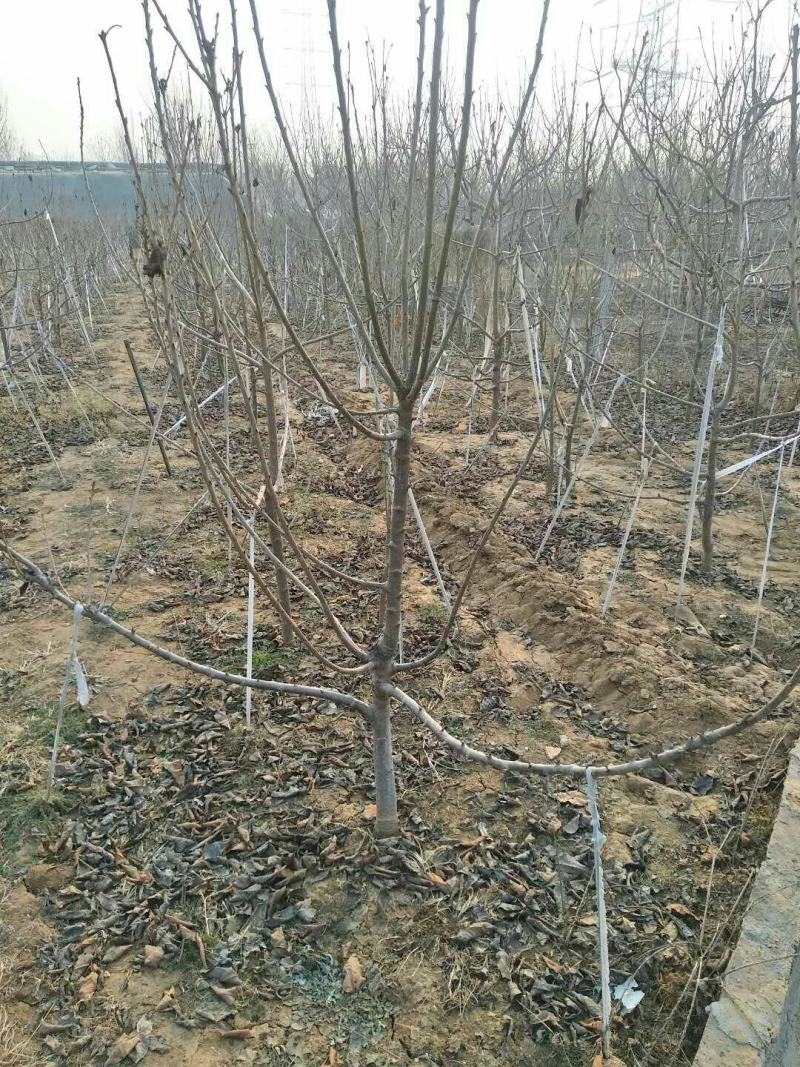 山东嫁接新品种大黄蜜蜜樱桃树苗土球发货包纯度
