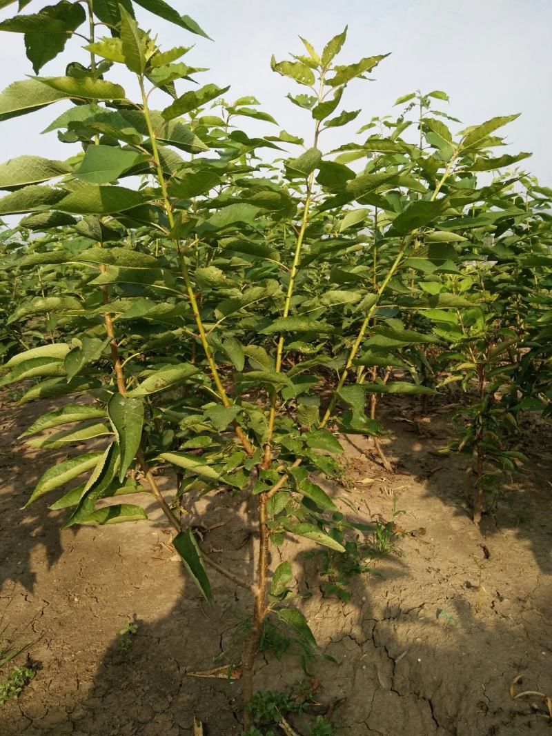 山东嫁接新品种大黄蜜蜜樱桃树苗土球发货包纯度