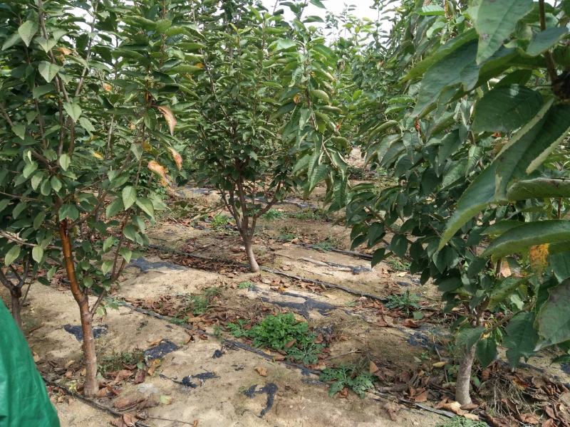 山东嫁接新品种大黄蜜蜜樱桃树苗土球发货包纯度