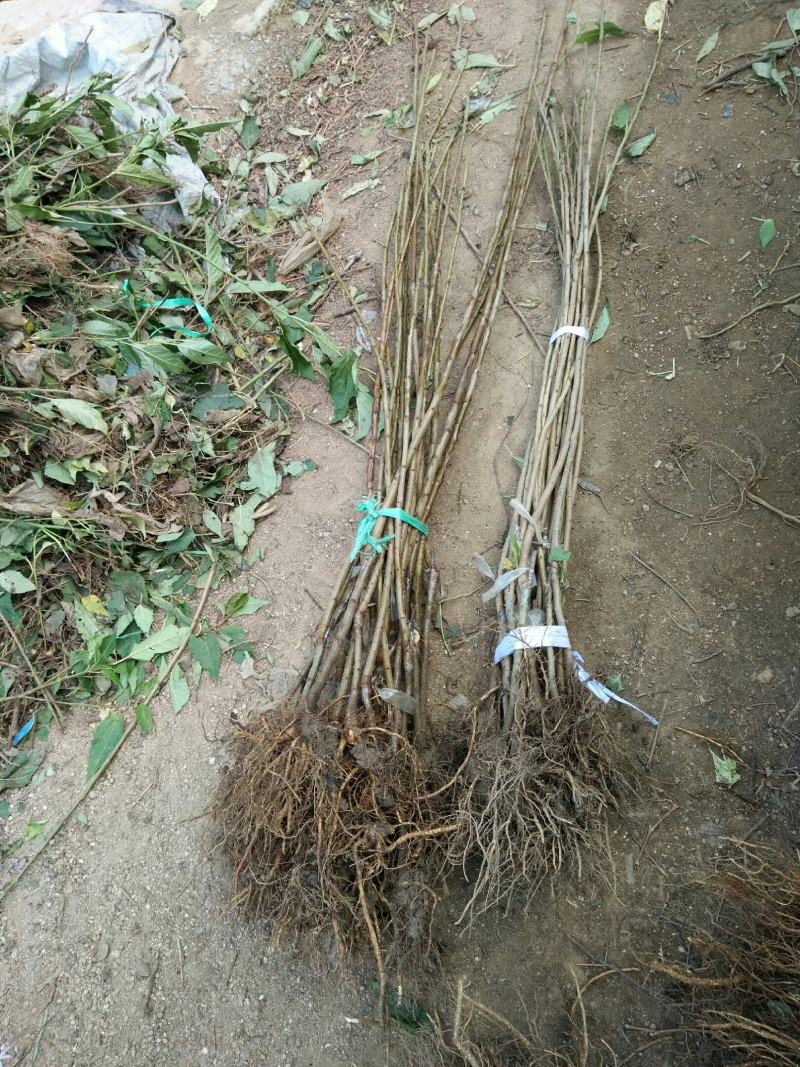 山东嫁接新品种大黄蜜蜜樱桃树苗土球发货包纯度