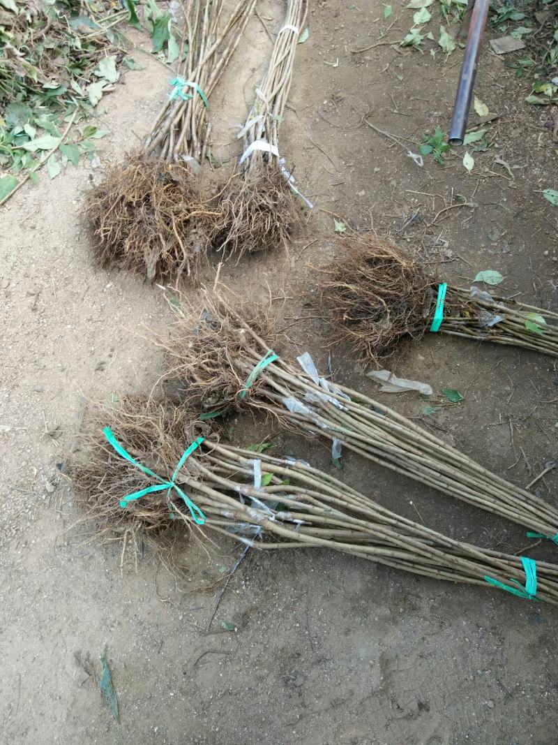 山东嫁接新品种大黄蜜蜜樱桃树苗土球发货包纯度