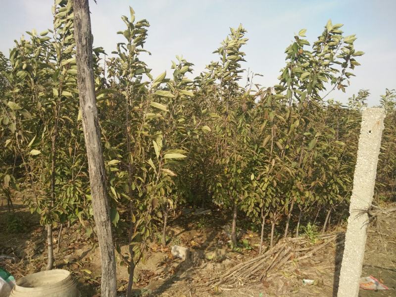 山东嫁接新品种大黄蜜蜜樱桃树苗土球发货包纯度