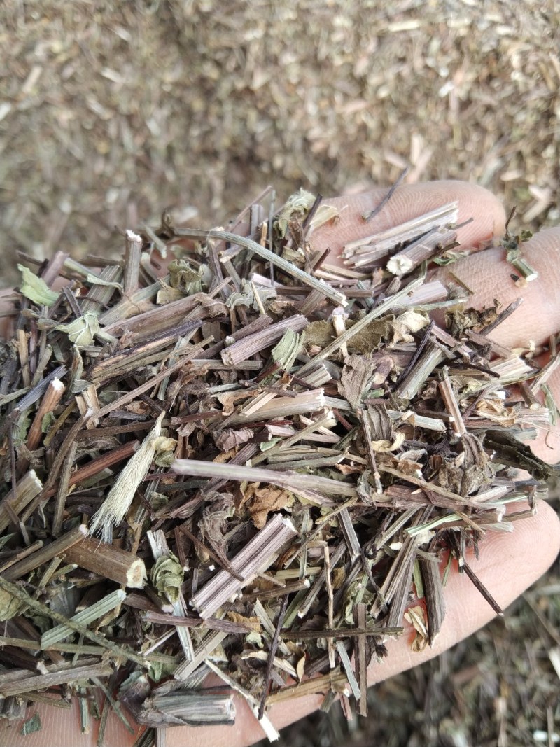 马鞭草产地直供支持线上交易可搭配多品种采购大货联系