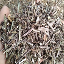 马鞭草产地直供支持线上交易可搭配多品种采购大货联系