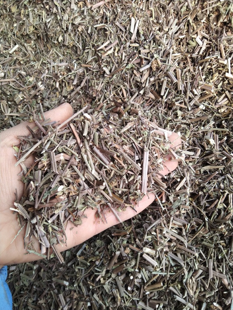 马鞭草产地直供支持线上交易可搭配多品种采购大货联系