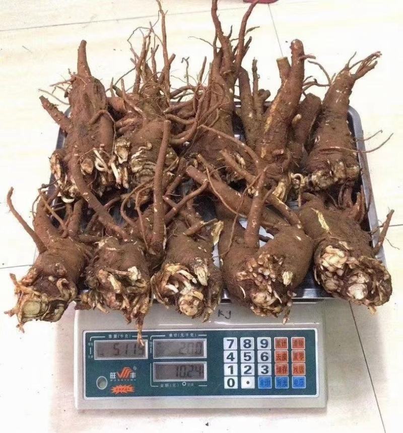 【产地直销】云南当归干货纯当归粉包邮
