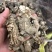 【产地直销】云南当归干货纯当归粉包邮