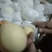 河北鸭梨质量好，价格合理，果面干净，口感细腻脆甜！