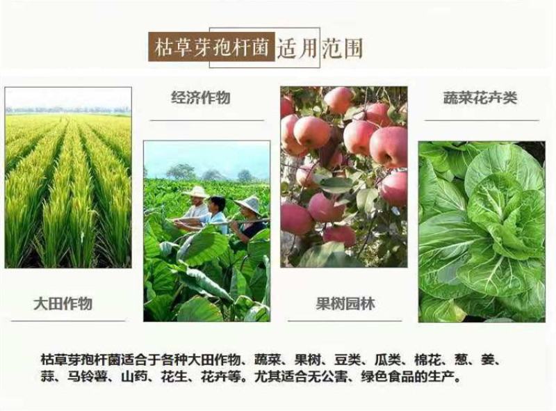 枯草芽孢杆菌调土壤防死棵抗重茬促生根增品质