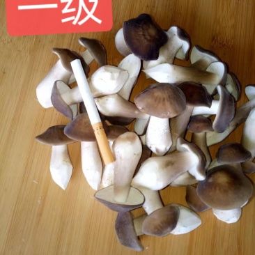卖白皮鸡枞菌，胜过卖黑皮鸡枞菌，瞧一瞧看一看，即将上市！