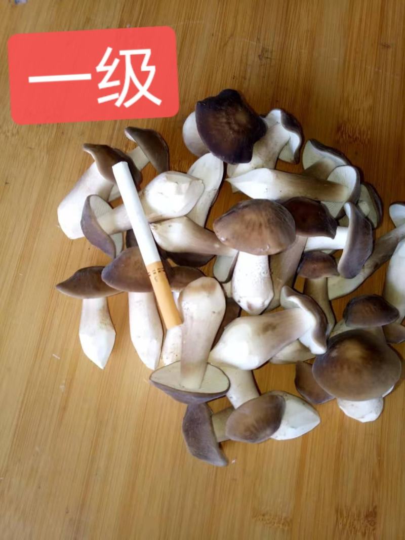 卖白皮鸡枞菌，胜过卖黑皮鸡枞菌，瞧一瞧看一看，即将上市！