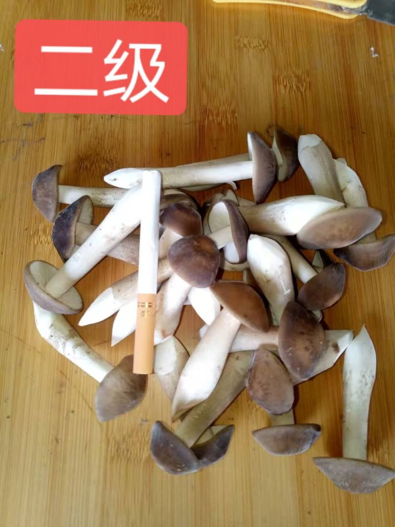 卖白皮鸡枞菌，胜过卖黑皮鸡枞菌，瞧一瞧看一看，即将上市！