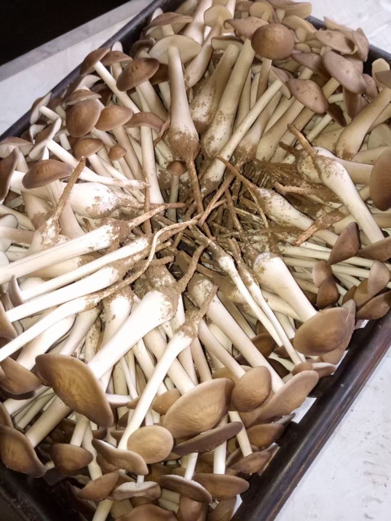 卖白皮鸡枞菌，胜过卖黑皮鸡枞菌，瞧一瞧看一看，即将上市！