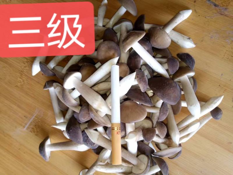 卖白皮鸡枞菌，胜过卖黑皮鸡枞菌，瞧一瞧看一看，即将上市！