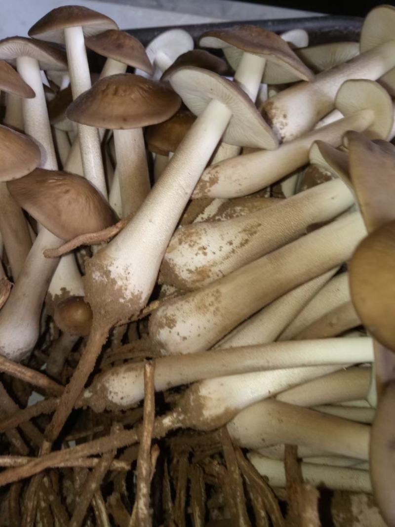 卖白皮鸡枞菌，胜过卖黑皮鸡枞菌，瞧一瞧看一看，即将上市！
