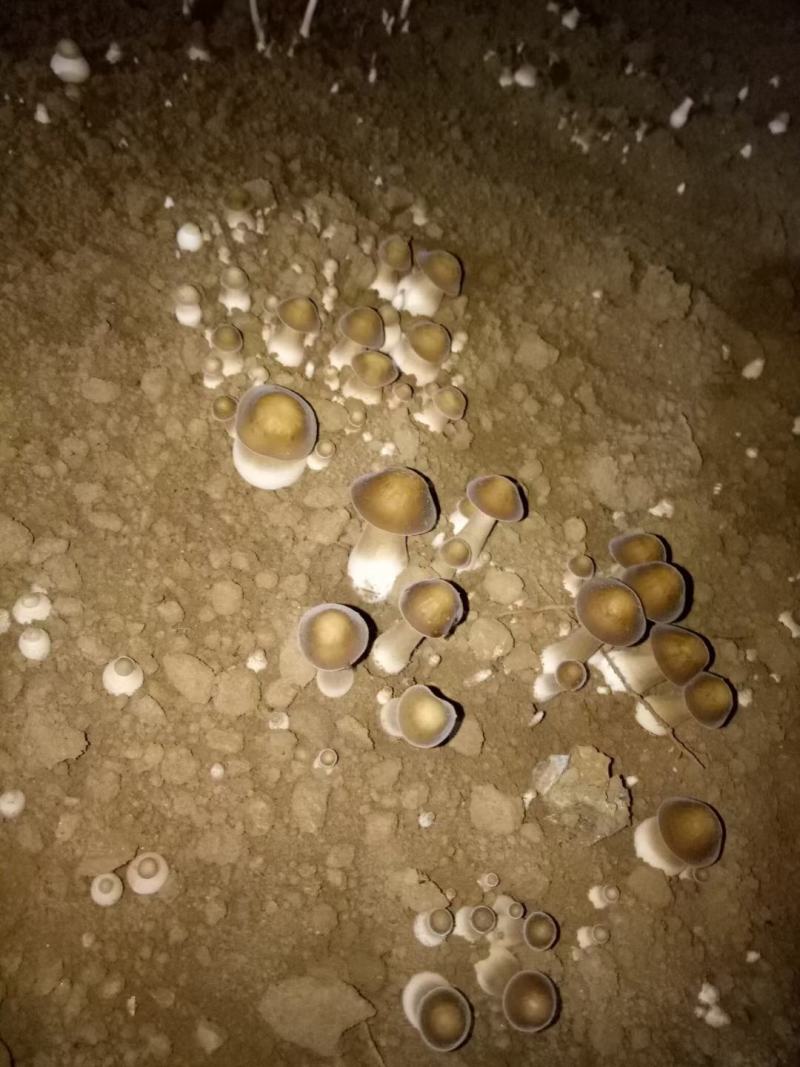 卖白皮鸡枞菌，胜过卖黑皮鸡枞菌，瞧一瞧看一看，即将上市！