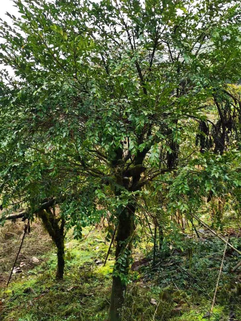 野生移黄杨木树ˉ风景树ˉ盆景ˉ价格从优，基地直供欢迎选购