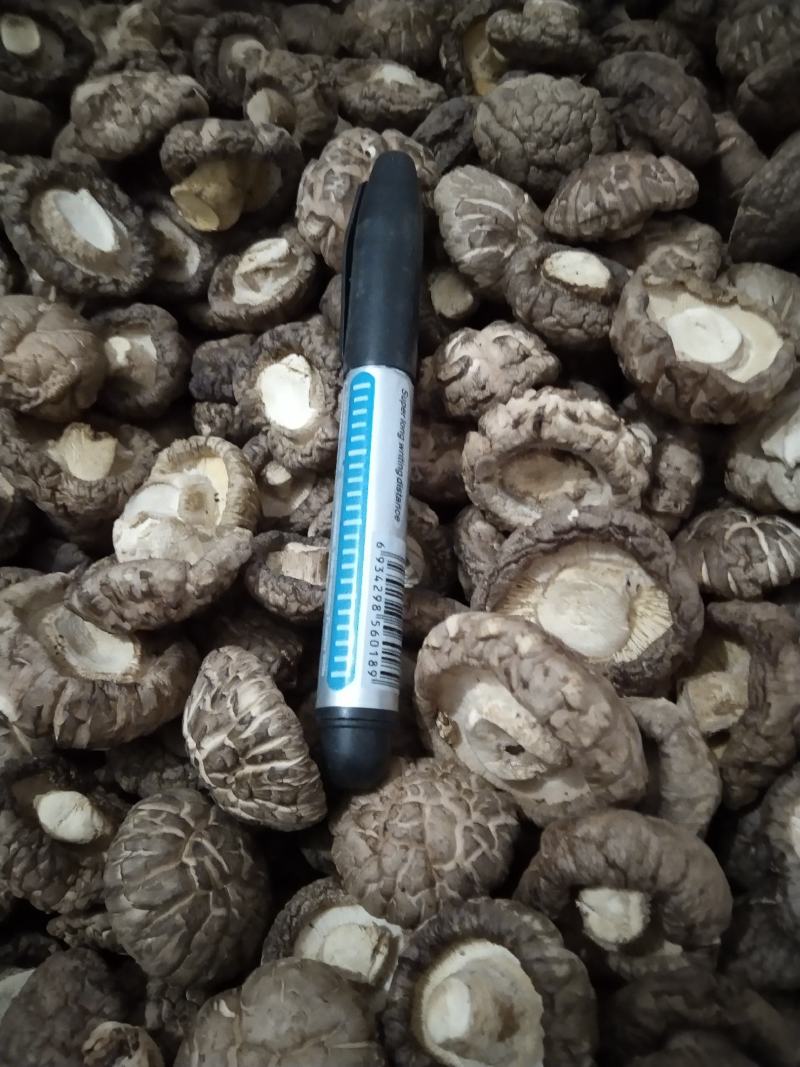 河南春栽袋料干香菇，新货，特价，复购200斤免邮费