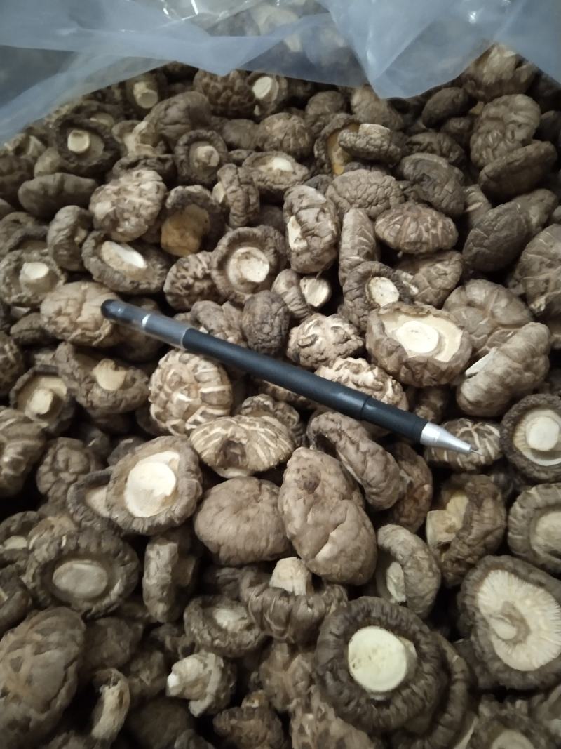 河南春栽袋料干香菇，新货，特价，复购200斤免邮费