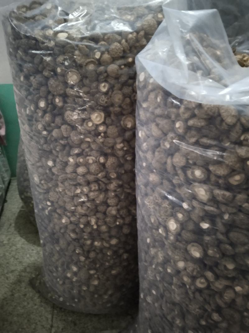 河南内乡菇乡2022年春栽袋料新品香浓干香菇，新品上特价
