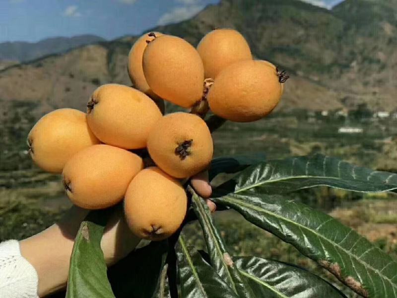 枇杷，攀枝花早钟枇杷大量上市中