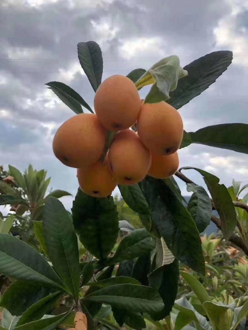枇杷，攀枝花早钟枇杷大量上市中