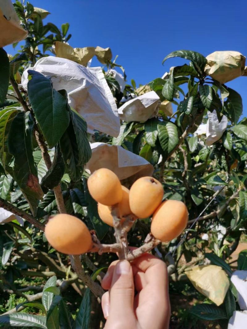 枇杷，攀枝花早钟枇杷大量上市中