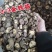精品干茶花菇干麻花菇干香菇小香菇2—3公分3—4公分