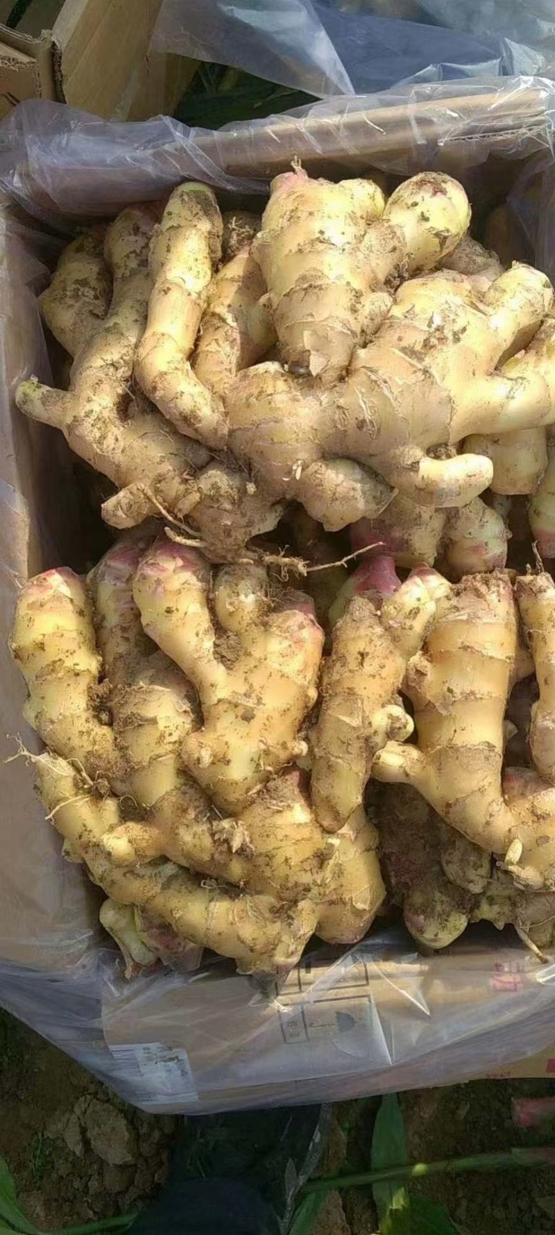 山东鲜姜产地供应，品种齐全，质量保证，货源充足