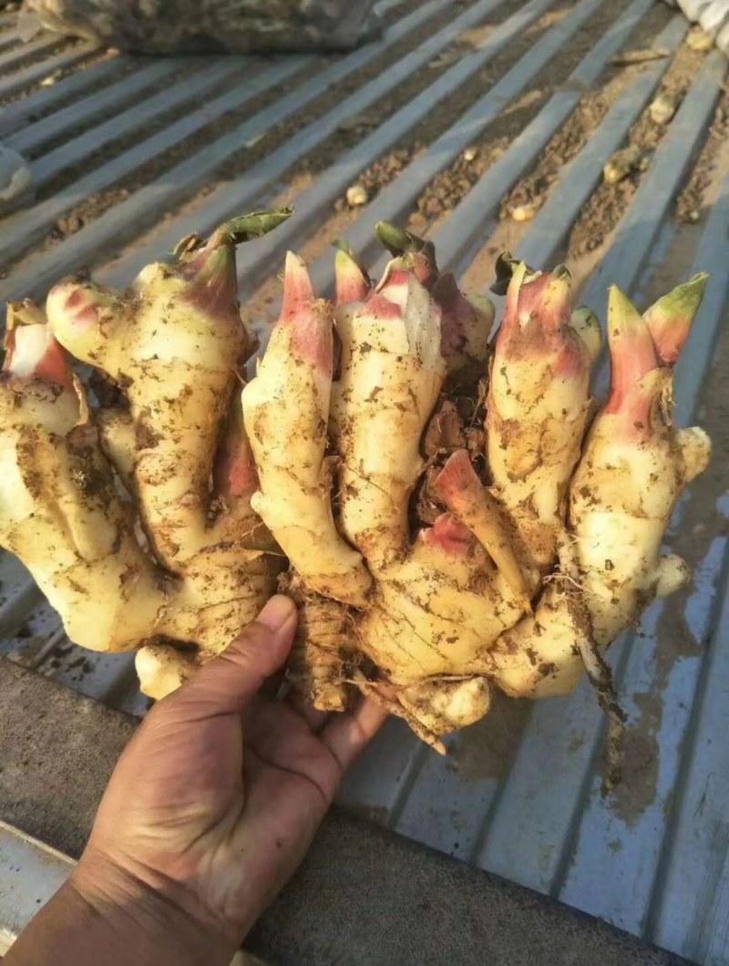 山东鲜姜产地供应，品种齐全，质量保证，货源充足