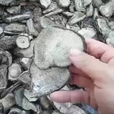 紫茉莉根干片。入地老鼠跟病。