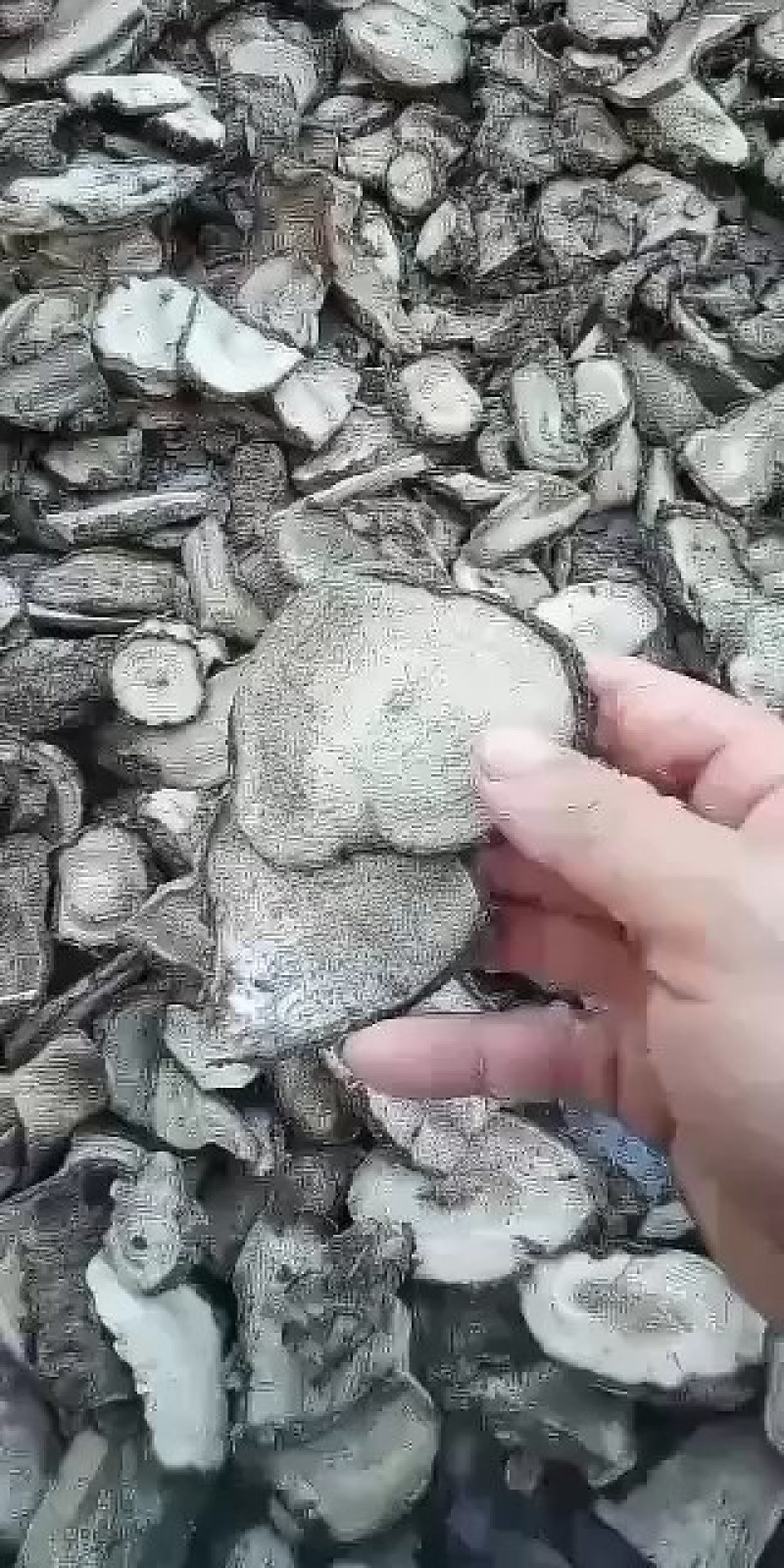 紫茉莉根干片。入地老鼠跟病。